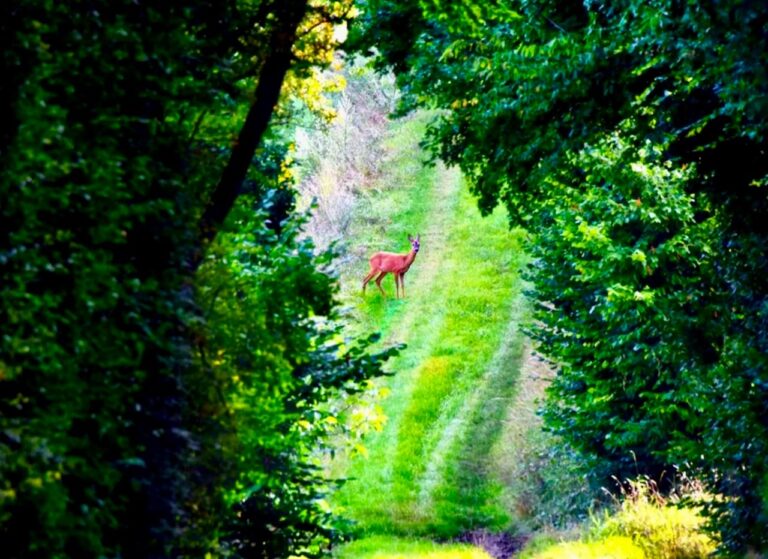 Les paysages naturels de la Puisaye